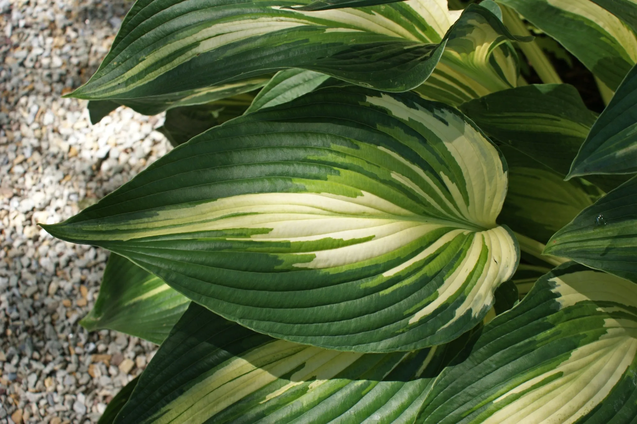 Sharp Dressed Man Hosta