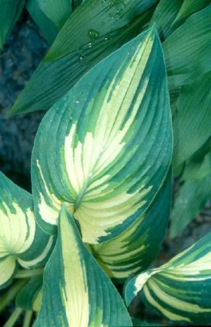 Sharp Dressed Man Hosta