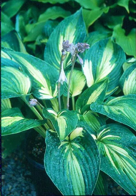 Sharp Dressed Man Hosta